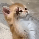cat7