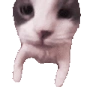 catKiss emote