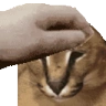 PetTheFloppa emote