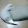 CatSpin emote