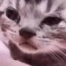 peepoSad emote
