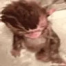 MonkeyBath emote