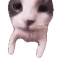 catKISS