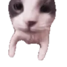 catKISS emote