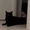 Yoink emote