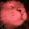 catJam emote