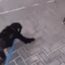 monkeyHug emote