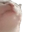 catJAM