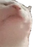 catJAM emote