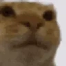 Awkward emote