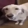 ButterDog emote