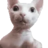 BingusHey emote