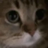 meow emote