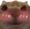 FlushedCat emote