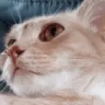 catDontCare emote