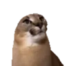 FloppaJAM emote