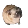 pugPls emote