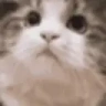 YESIDOTHINKSO emote