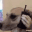 Phonecall