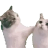Kissahomie emote
