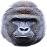Harambe emote