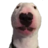 DogBruh emote