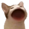 popCat emote