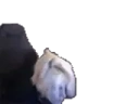 xqcSlam emote