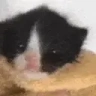 BARRIL emote