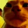 raveCat emote