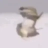 LizardPls emote