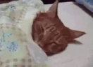 tucked emote