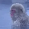 WaitingForStream emote