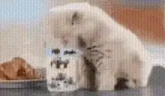 KKot emote