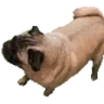 Pugnado emote