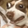 dogTrip emote