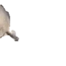 sealArrive emote