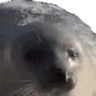 sealLeave emote