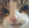 catVonyaesh emote