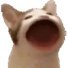 Bwop emote