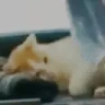 goodnightKiss emote