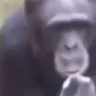 SmokingMonke emote