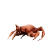 CrabPls emote