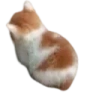 Angy emote