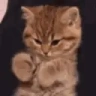 HELLO emote