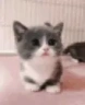 catArrive emote