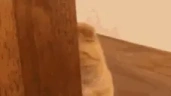 catVanish emote