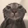 WetCat emote