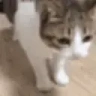 OHNYOCATJUSTDIEDPEEPOSAD emote