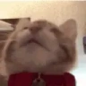 Cat emote